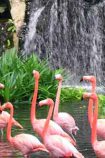 Ausflug Jurong Bird Park © Singapore Tourism Board