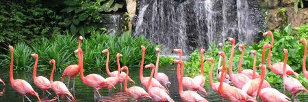 Ausflug Jurong Bird Park © Singapore Tourism Board